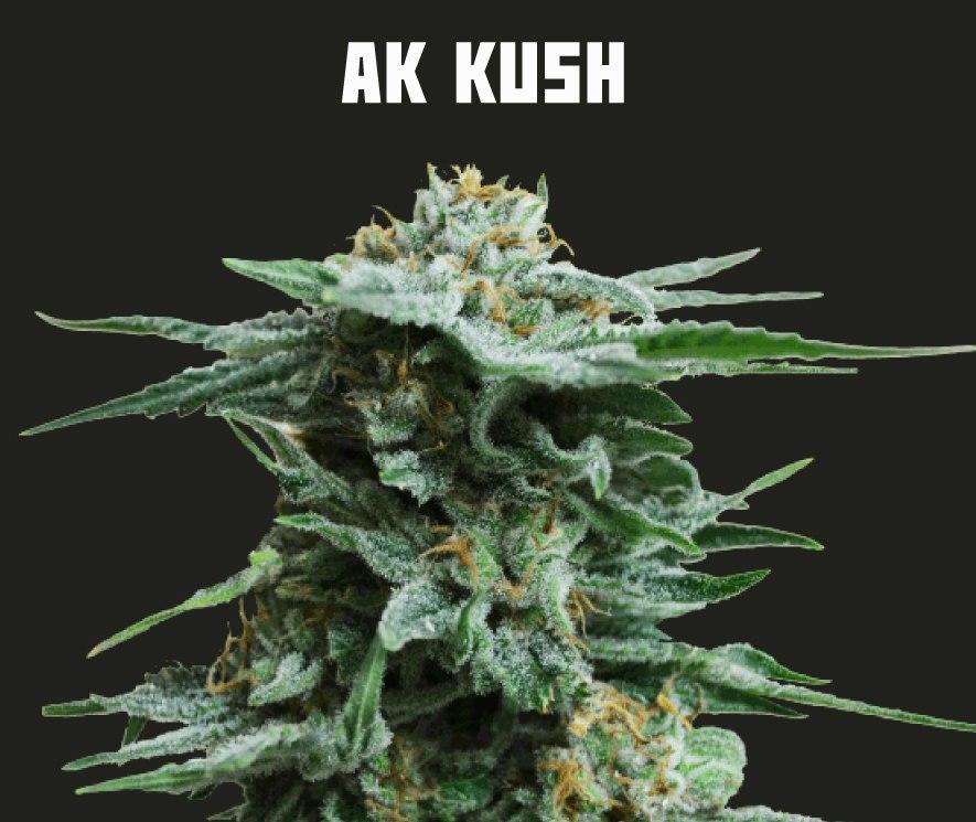 Zory Kush